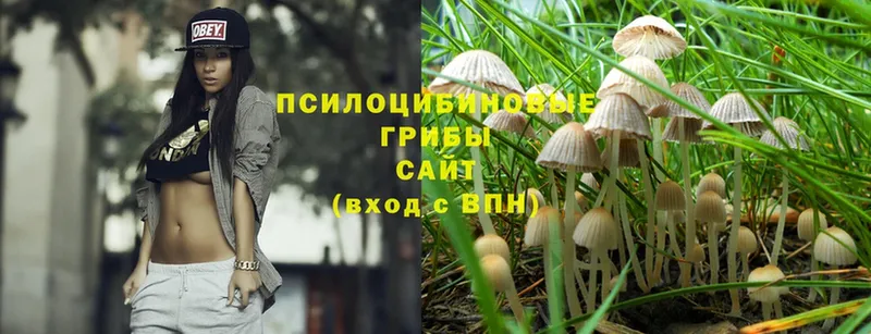 kraken сайт  закладка  Уварово  Галлюциногенные грибы MAGIC MUSHROOMS 